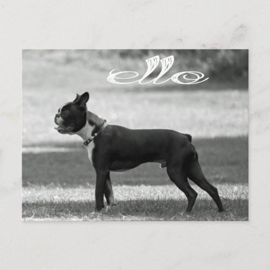 Hello Boston Terrier Puppy Dog Greeting Post Card ポストカード (正面)