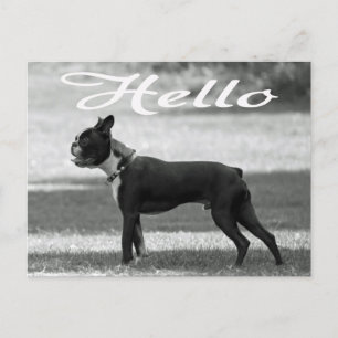 Hello Boston Terrier Puppy Dog Greeting Post Card ポストカード