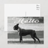 Hello Boston Terrier Puppy Dog Greeting Post Card ポストカード (正面/裏面)