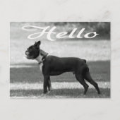 Hello Boston Terrier Puppy Dog Greeting Post Card ポストカード (正面)