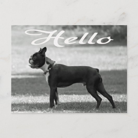 Hello Boston Terrier Puppy Dog Greeting Post Card ポストカード (正面)