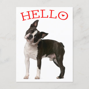 Hello Boston Terrier Puppy Dog Red 考え's of You ポストカード