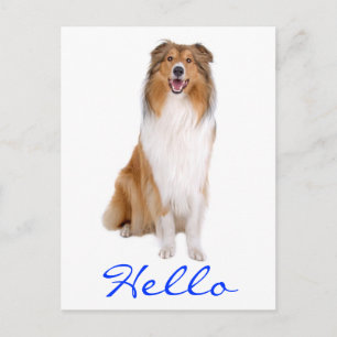 Hello Collie Pupy Doの挨拶はがき ポストカード