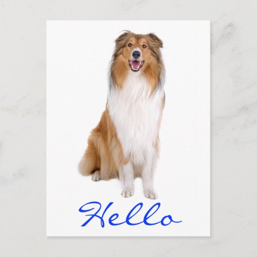 Hello Collie Pupy Doの挨拶はがき ポストカード (正面)