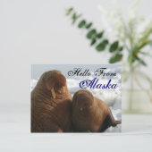 Hello From Alaska Walrus Post Card ポストカード (スタンド正面)