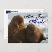 Hello From Alaska Walrus Post Card ポストカード (正面/裏面)