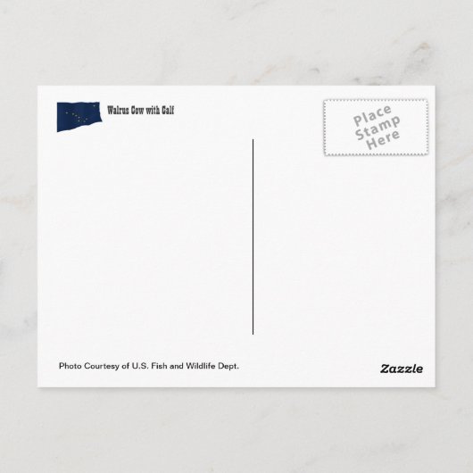 Hello From Alaska Walrus Post Card ポストカード (裏面)