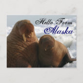 Hello From Alaska Walrus Post Card ポストカード (正面)