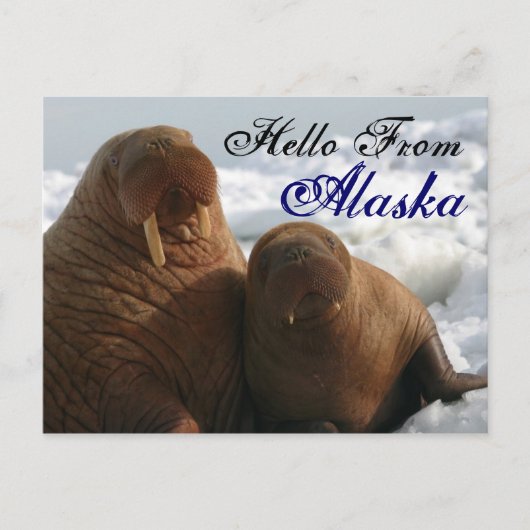 Hello From Alaska Walrus Post Card ポストカード (正面)