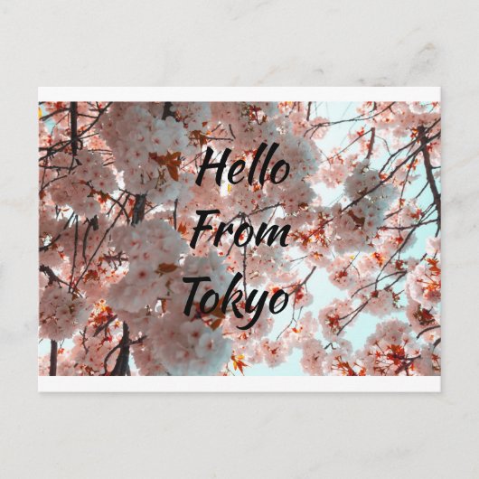 Hello From Tokyo美しい桜花 ポストカード (正面)