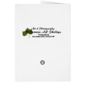 Hello Red Color Splashガーベラデイジー写真 (裏面)