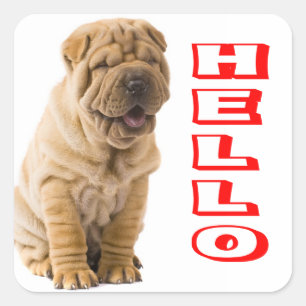 Hello Shar Pei子犬ステッカー/シール スクエアシール