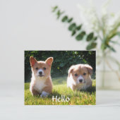 Hello Welsh Pembroke Corgi Puppy Dogはがき ポストカード (スタンド正面)