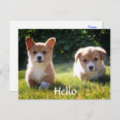 Hello Welsh Pembroke Corgi Puppy Dogはがき ポストカード (正面/裏面)