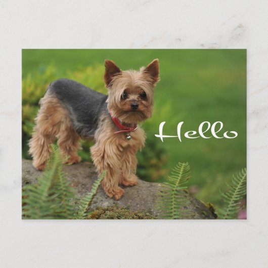 Hello Yorkshire Terrier Puppy Dog Post Card ポストカード (正面)