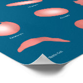 Hematology Red Blood Cell Laboratory Science Hemat ポスター (角)