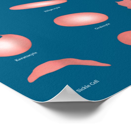 Hematology Red Blood Cell Laboratory Science Hemat ポスター (角)