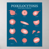 Hematology Red Blood Cell Laboratory Science Hemat ポスター (正面)