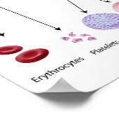 Hematopoiesis Poster ポスター (角)