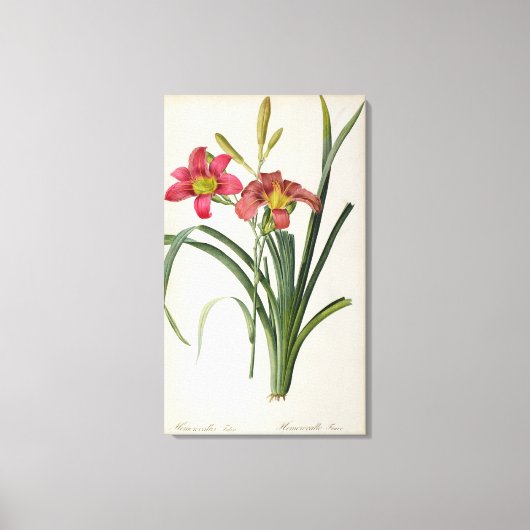Hemerocallis fulva, from 'Les Liliacees', 1805 キャンバスプリント (正面)