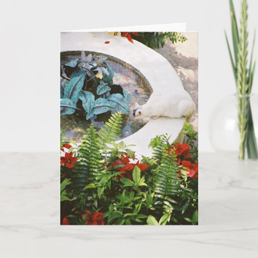 Hemingway猫1 -挨拶及びメッセージカード カード (正面)