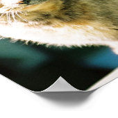 Hemingway Cat 3 – ポスター&プリント ポスター (角)