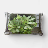 Hens And Chicks Succulents In A Bucket   ランバークッション (正面)