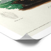 Henslow's Bunting by Audubon Poster ポスター (角)