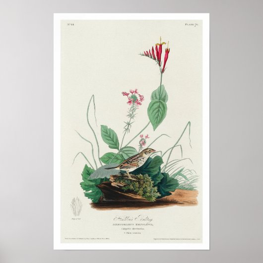 Henslow's Bunting by Audubon Poster ポスター (正面)