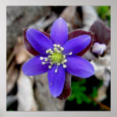 Hepatica Wildflowerポスター ポスター (正面)