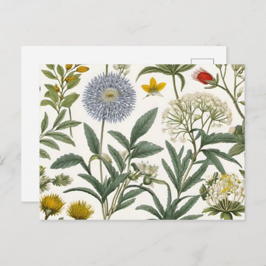 Herbal Harmony ポストカード (正面/裏面)