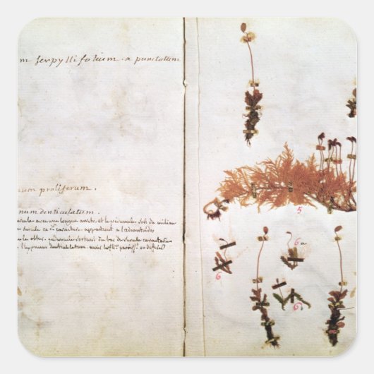 Herbariumの15ページ スクエアシール (正面)