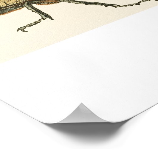 Hercules Beetle ポスター (角)