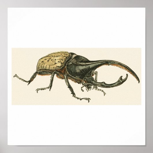Hercules Beetle ポスター (正面)