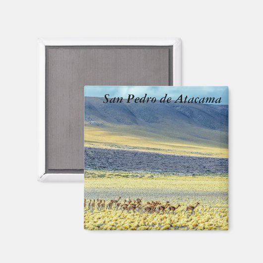 Herd of Vicunas マグネット (正面/裏面)