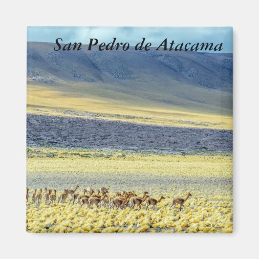 Herd of Vicunas マグネット (正面)