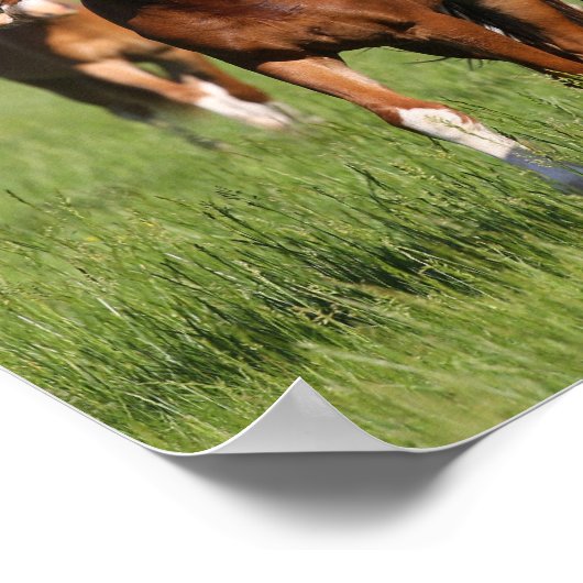 Herd of Welsh Ponies Standing In Field ポスター (角)