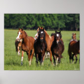 Herd of Welsh Ponies Standing In Field ポスター (正面)