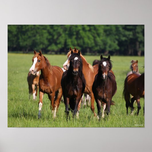 Herd of Welsh Ponies Standing In Field ポスター (正面)