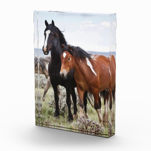 Herd of Wild Horses フォトブロック (右)