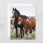 Herd of Wild Horses ポストカード (正面/裏面)