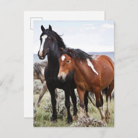 Herd of Wild Horses ポストカード (正面/裏面)