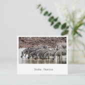 Herd of Zebra by Waterhole in Etosha，ナミビア ポストカード (スタンド正面)