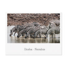 Herd of Zebra by Waterhole in Etosha，ナミビア