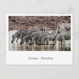 Herd of Zebra by Waterhole in Etosha，ナミビア ポストカード
