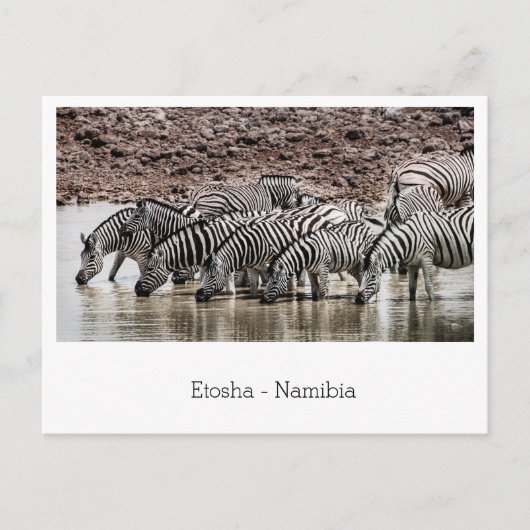 Herd of Zebra by Waterhole in Etosha，ナミビア ポストカード (正面)