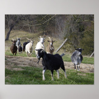 Herding Homeポスター ポスター