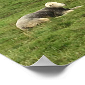 Herdwick Sheepのポスター ポスター (角)