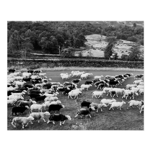 Herdwick Sheepのポスター ポスター (正面)