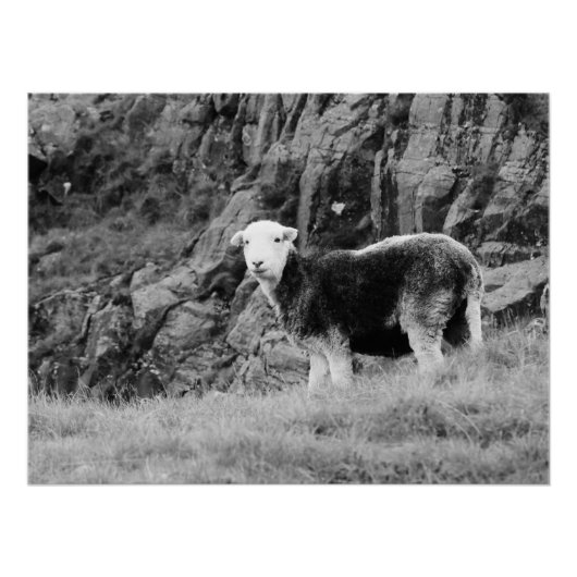 Herdwick Sheepのポスター ポスター (正面)